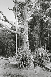 Loinclothed hobby; Obr�zek dne - the picture od the day - �awa rel - Nueva Vizcaya, Ilongot (Bugkalot) Tribe. Photo by Pierre Wayser, 1978 Philippines, Luzon