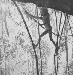 Loinclothed hobby; Obr�zek dne - the picture od the day - �awa rel -  Lobo of the Tasaday, 1971 ~ A stone age boy meets the modern world, photo by John Nance