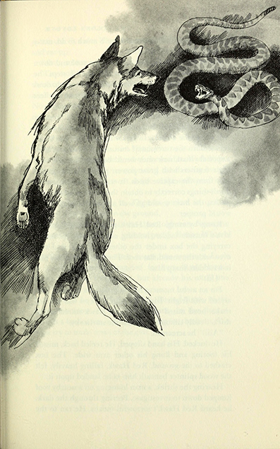 The golden coyote, May Nelson,  Eileen Thompson, illustrated by Richard  Cuffari 